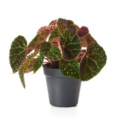 Begonia Ferruginea - 10 graines