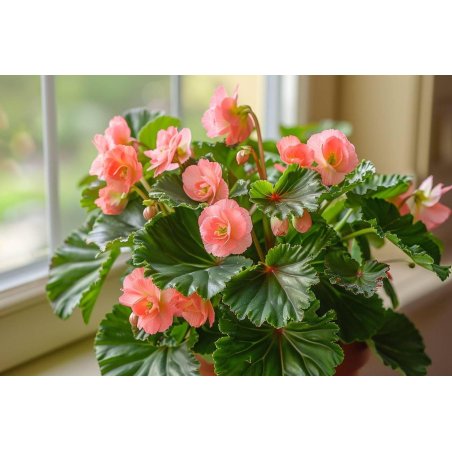 Begonia aequatorialois - équatoriel en fleurs roses