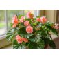 Begonia Aequatorialis - 10 graines Begonia Aequatorialis - 10 graines