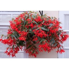 Begonia bolivine rouge