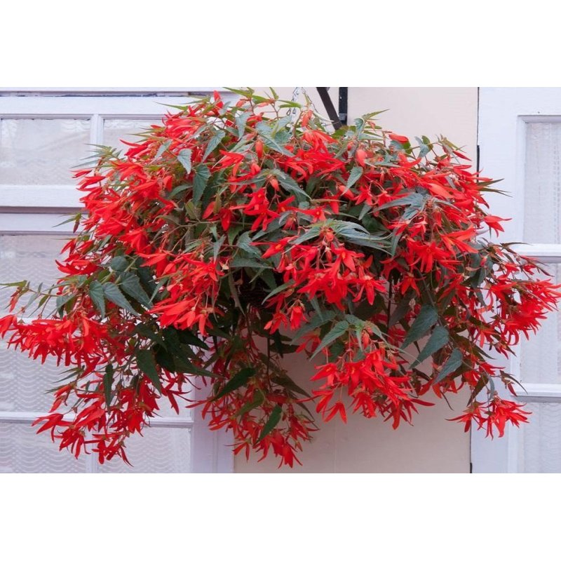 Begonia Boliviensis Red - 10 graines
