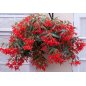 Begonia Boliviensis Red - 10 graines