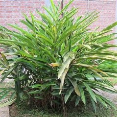 Plante de cardamome verte (Elettaria cardamomum) avec feuillage dense et floraison