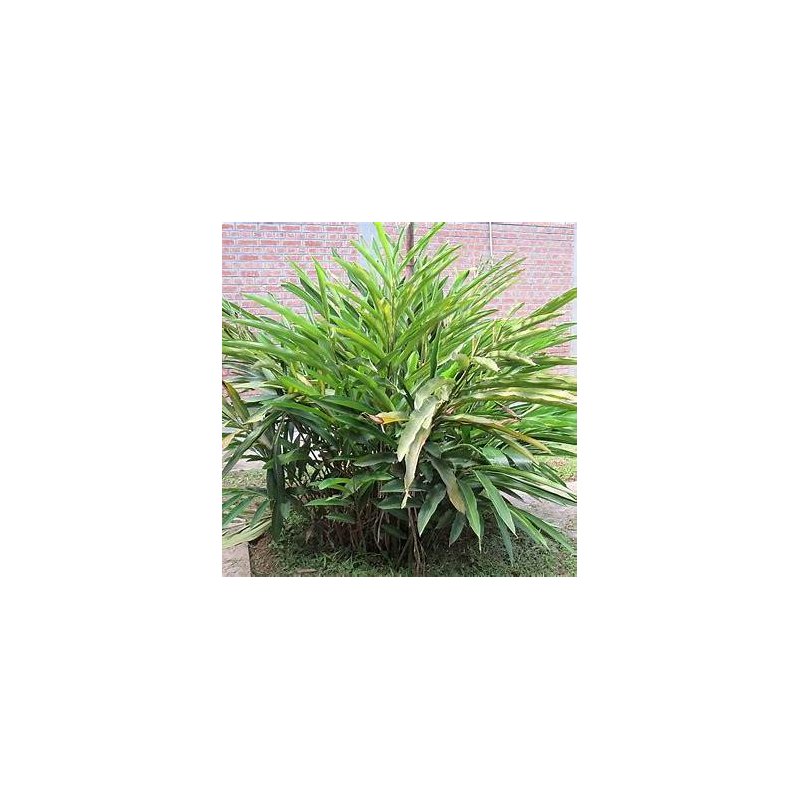 Elettaria Cardamomum - 10 graines Elettaria Cardamomum - 10 graines