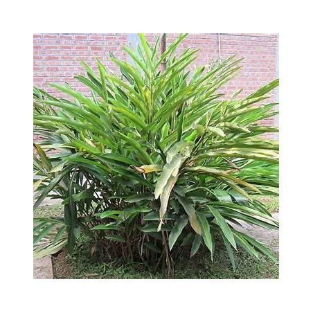 Plante de cardamome verte (Elettaria cardamomum) avec feuillage dense et floraison