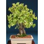Ginkgo Biloba - 10 graines Ginkgo Biloba - 10 graines