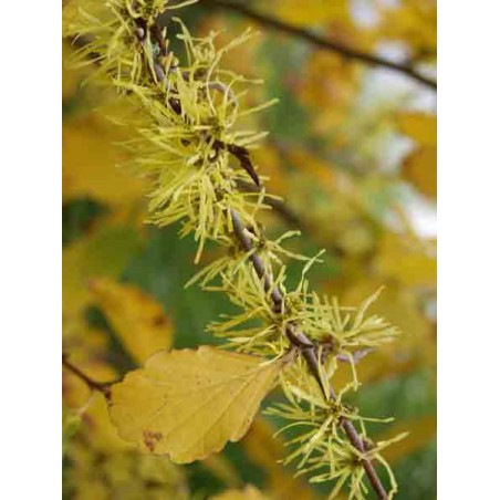 Hamamelis Virginiana - 10 graines