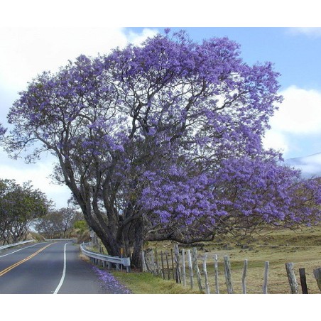 Jacaranda Mimosifolia - 10 graines