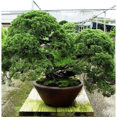 Juniperus Chinensis - 10 graines
