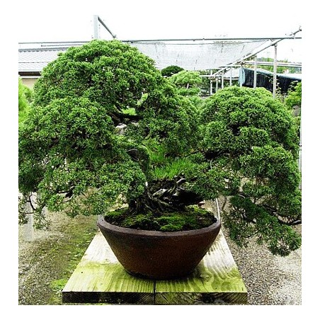 Juniperus Chinensis - 10 graines