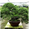 Juniperus Chinensis - 10 graines