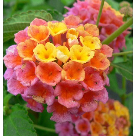 Lantana Camara - 10 graines