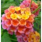 Lantana Camara - 10 graines Lantana Camara - 10 graines