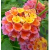 Lantana camara - 10 graines