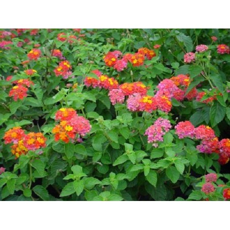 Lantana camara - 10 graines