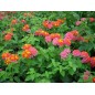 Lantana Camara - 10 graines Lantana Camara - 10 graines