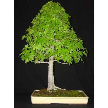 Liquidambar Styraciflua - 10 graines 