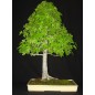 Liquidambar Styraciflua - 10 graines Liquidambar Styraciflua - 10 graines