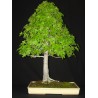 Liquidambar Styraciflua - 10 graines 