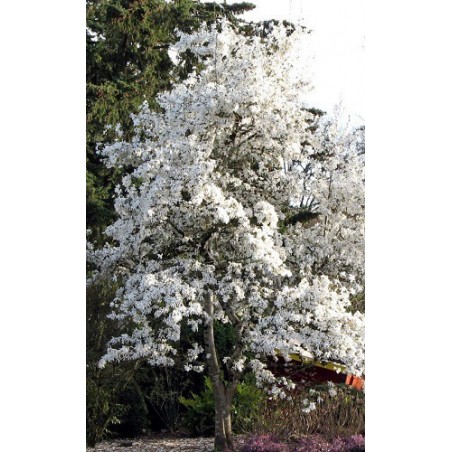 Magnolia de Kobe - 10 graines
