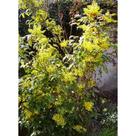 Mahonia Aquifolium - 10 graines