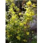 Mahonia Aquifolium - 10 graines