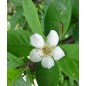 Mespilus Germanica - 10 graines Mespilus Germanica - 10 graines