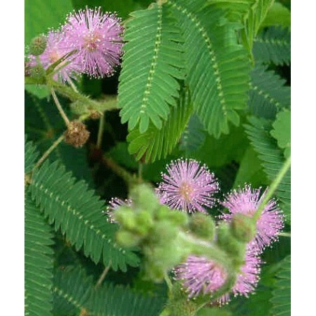 Mimosa Pudica - 10 graines 