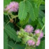 Mimosa Pudica - 10 graines 