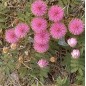 Mimosa Quadrivalvis nutallii - 10 graines Mimosa Quadrivalvis nutallii - 10 graines
