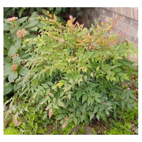 Nandina Domestica - 10 graines