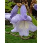 Paulownia Tomentosa - 10 graines Paulownia Tomentosa - 10 graines