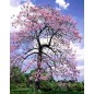 Paulownia Tomentosa - 10 graines Paulownia Tomentosa - 10 graines