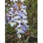 Paulownia Tomentosa - 10 graines Paulownia Tomentosa - 10 graines