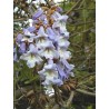 Paulownia Tomentosa - 10 graines