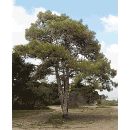 Pinus Brutia - 10 graines 