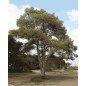 Pinus Brutia - 10 graines Pinus Brutia - 10 graines