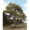 Pinus Brutia - 10 graines 
