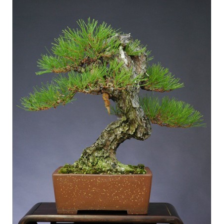 Pinus Densiflora - 10 graines