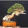 Pinus Mugo - 10 graines