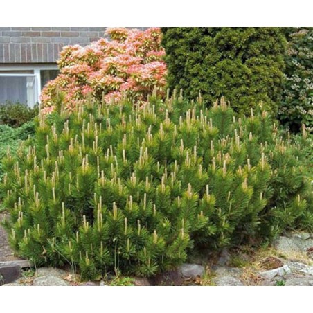 Pinus Mugo Mughus - 10 graines
