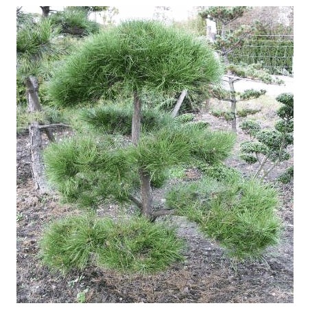 Pinus Nigra Austriaca - 10 graines