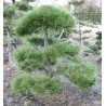 Pinus Nigra Austriaca - 10 graines