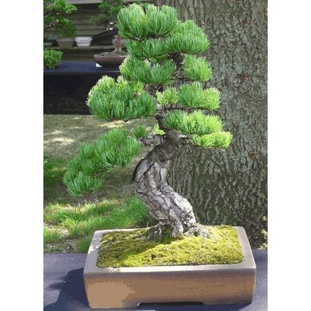 Pinus Parviflora bonsaï dix graines