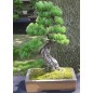 Pinus Parviflora - 10 graines Pinus Parviflora - 10 graines