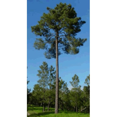 Pinus Pinaster - 10 graines