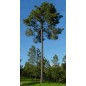 Pinus Pinaster - 10 graines Pinus Pinaster - 10 graines