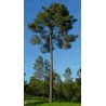 Pinus Pinaster - 10 graines