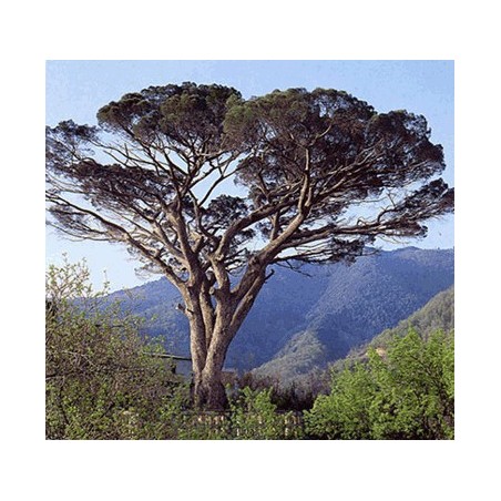 Pinus Pinea - 10 graines