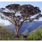 Pinus Pinea - 10 graines Pinus Pinea - 10 graines